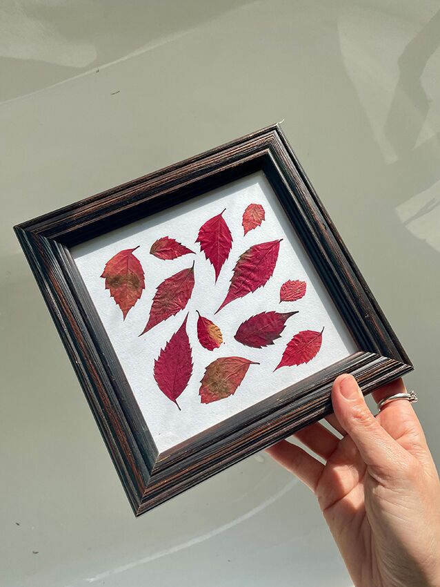 herbier de feuilles de vigne vierge rouges encadré