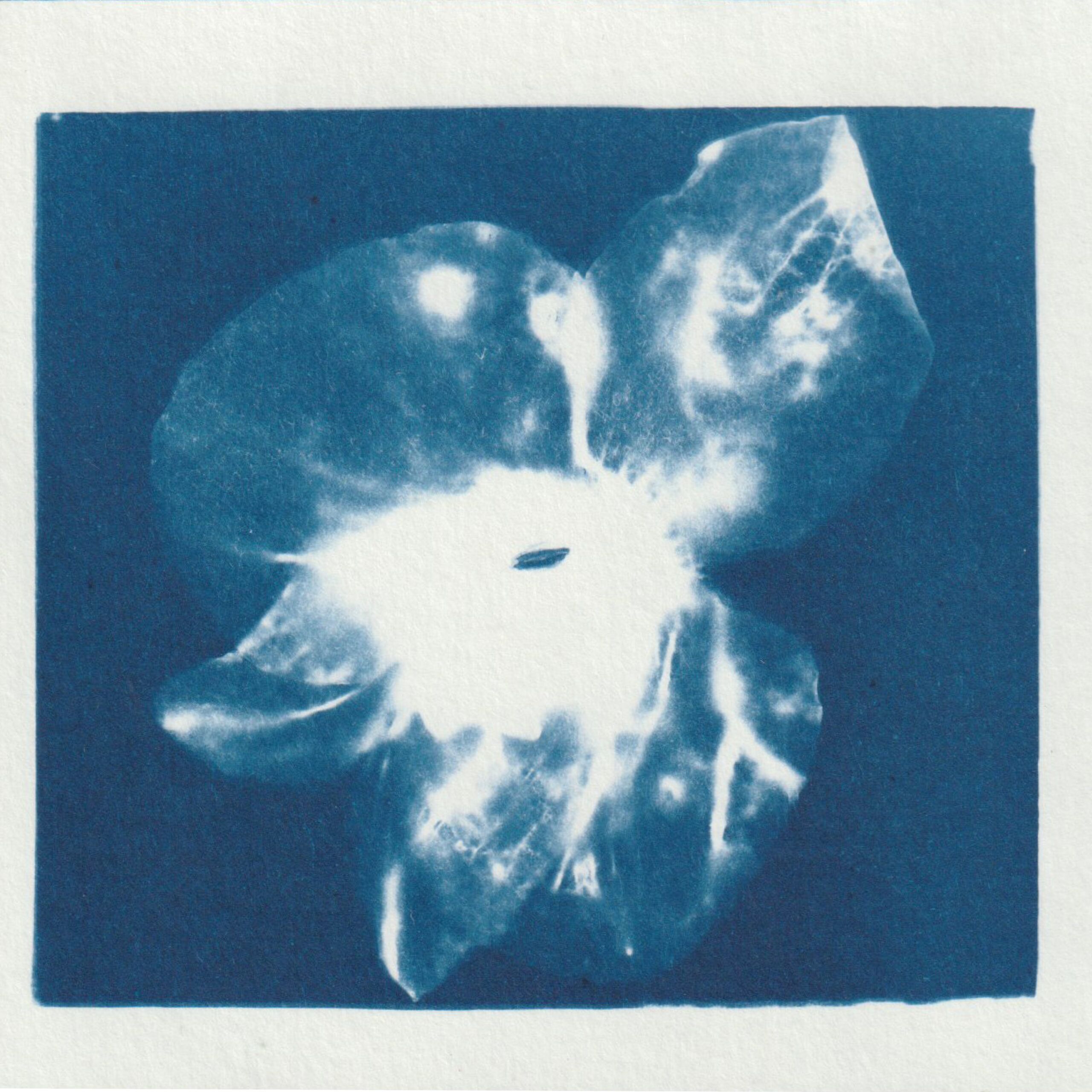 Empreinte de fleur révelée par le technique d'impression du cyanotype - bleu de prusse - fleur d'orchidée blanche
