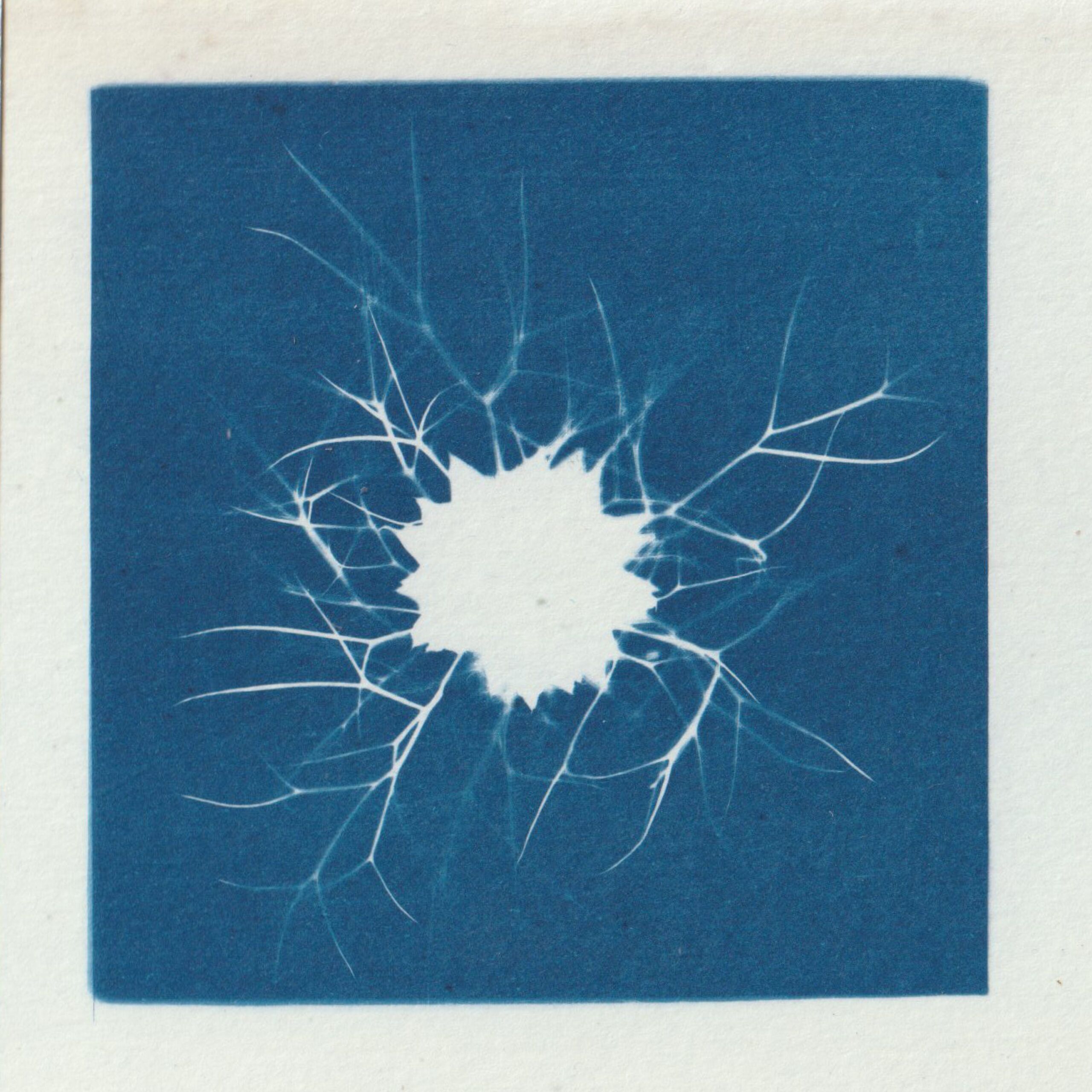 Empreinte de fleur révelée par le technique d'impression du cyanotype - bleu de prusse - Fleur de nigelle