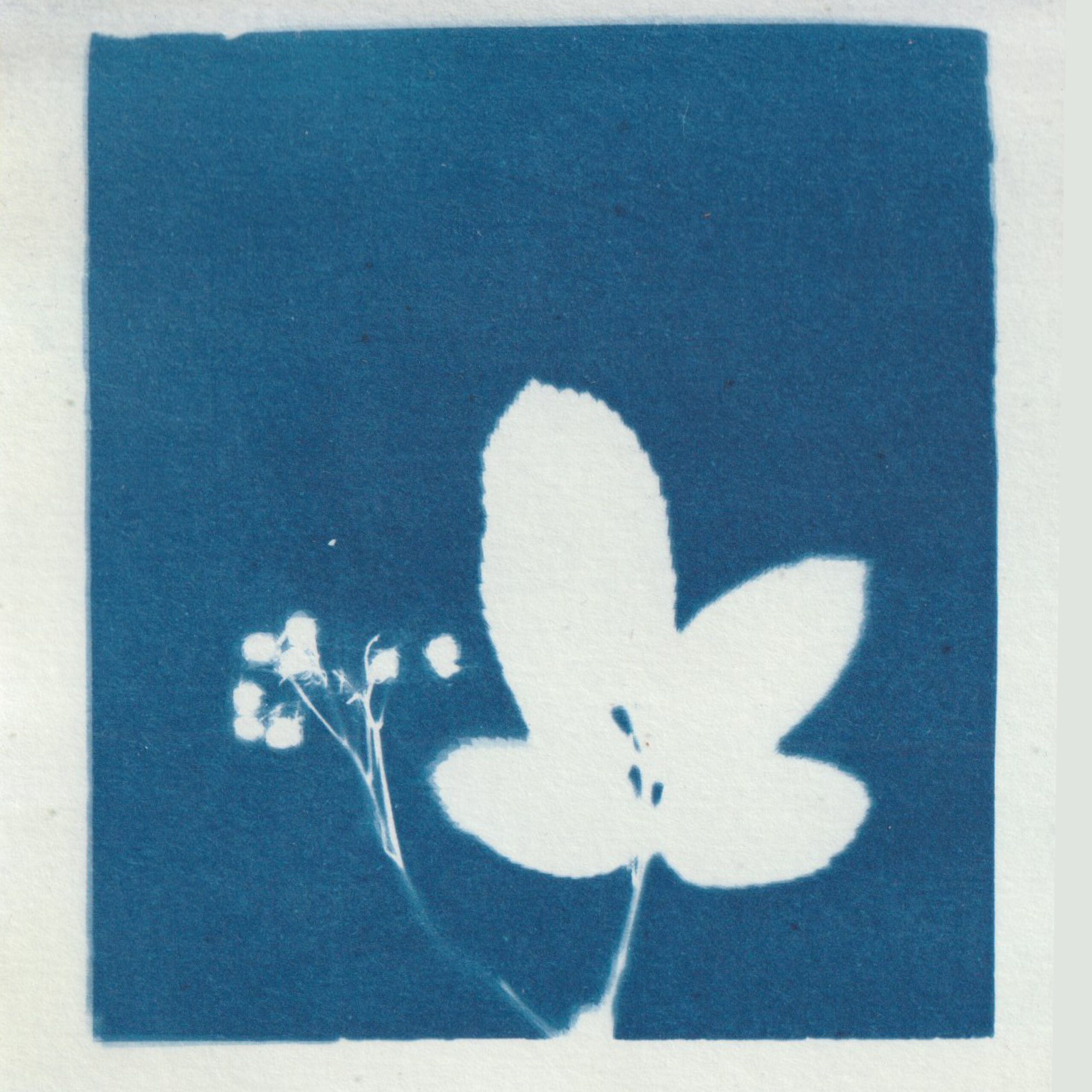 Empreinte de fleur révelée par le technique d'impression du cyanotype - bleu de prusse - fleurs diverses