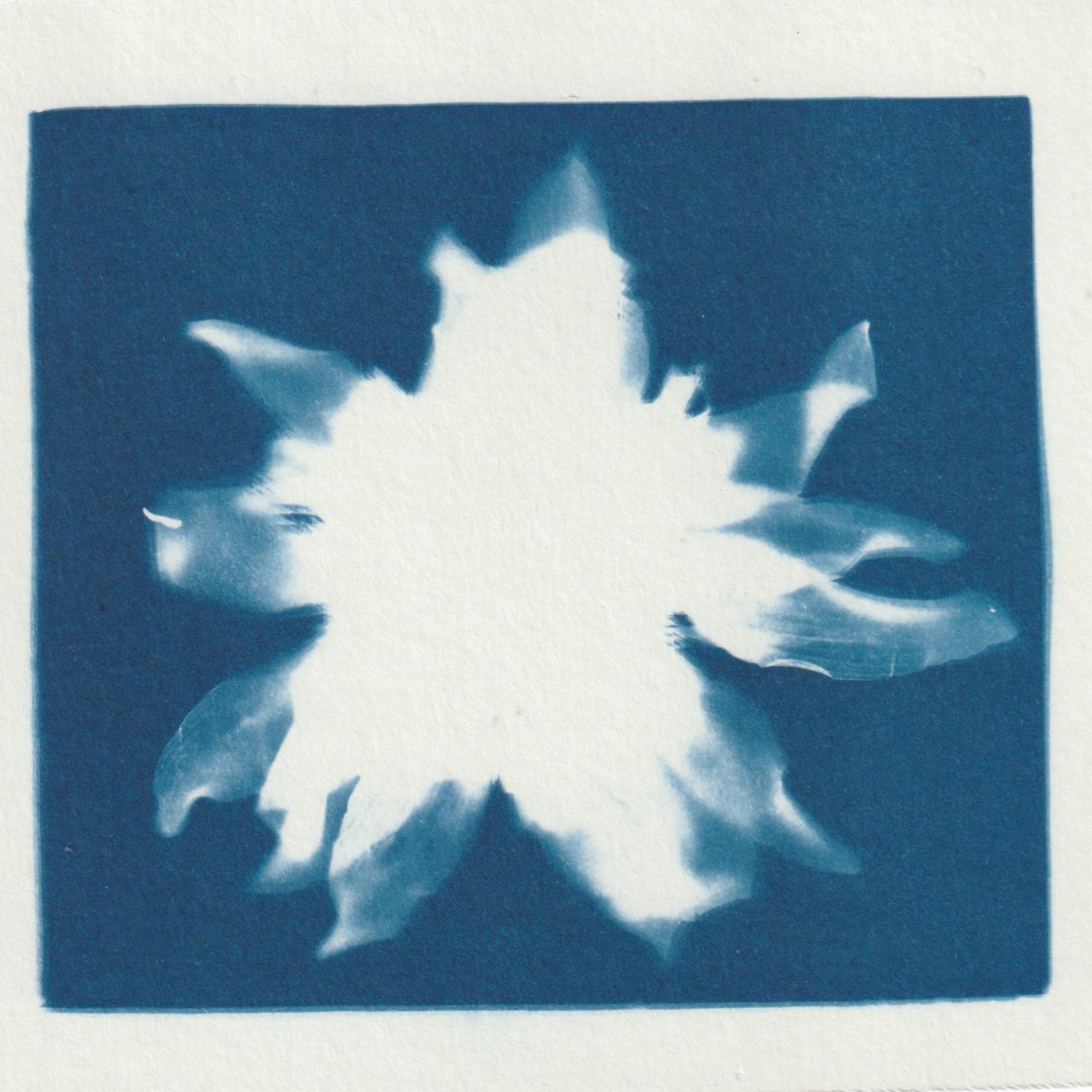 Empreinte de fleur révelée par le technique d'impression du cyanotype - bleu de prusse - fleur de tournesol